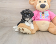 5 week old Poochon Puppy For Sale - Simply Southern Pups