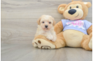 Funny Poochon Poodle Mix Pup