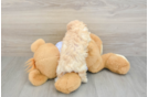 Poochon Puppy for Adoption