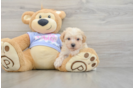 Smart Poochon Poodle Mix Pup