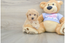 Energetic Bichpoo Poodle Mix Puppy