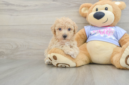 Energetic Bichpoo Poodle Mix Puppy