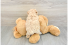 Smart Poochon Poodle Mix Pup