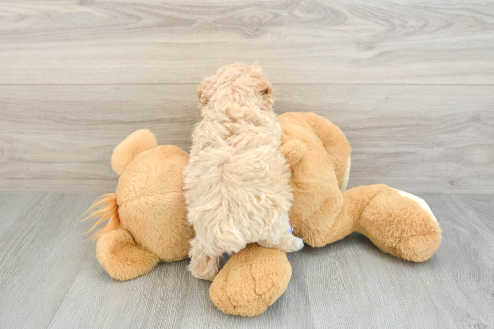 Smart Poochon Poodle Mix Pup