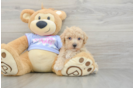 Best Poochon Baby