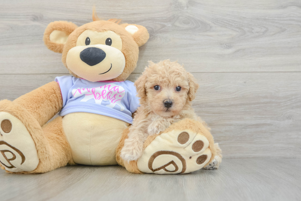 Best Poochon Baby