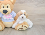 5 week old Poochon Puppy For Sale - Simply Southern Pups