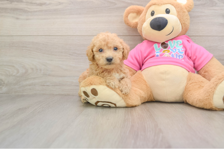 Poochon Pup Being Cute