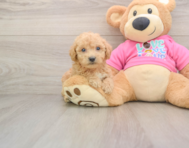 6 week old Poochon Puppy For Sale - Simply Southern Pups
