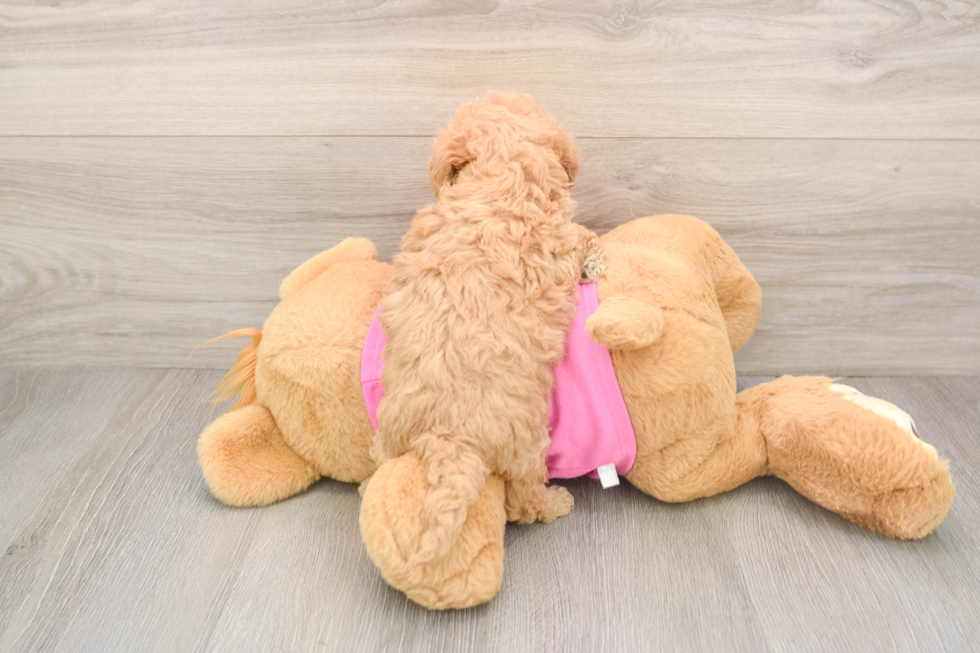 Best Poochon Baby