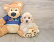 5 week old Poochon Puppy For Sale - Simply Southern Pups