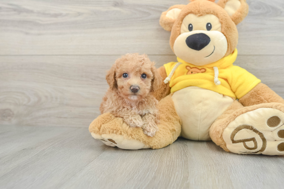 Friendly Poochon Baby