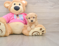 6 week old Poochon Puppy For Sale - Simply Southern Pups