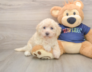 5 week old Poochon Puppy For Sale - Simply Southern Pups