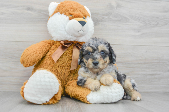 Cute Poochon Baby