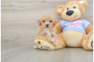 Friendly Poochon Baby