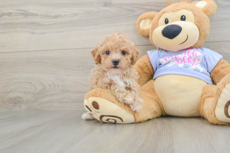 5 week old Poochon Puppy For Sale - Simply Southern Pups