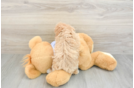 Petite Poochon Poodle Mix Pup