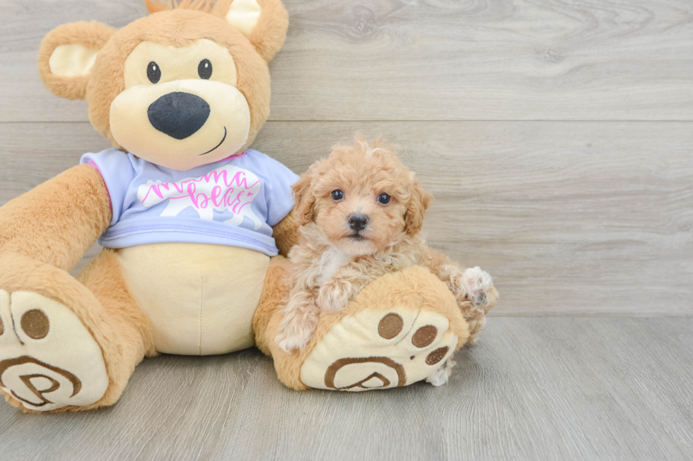Best Poochon Baby