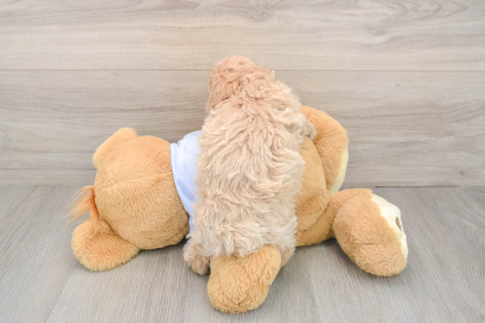 Poochon Puppy for Adoption