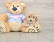 5 week old Poochon Puppy For Sale - Simply Southern Pups