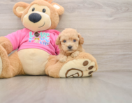 6 week old Poochon Puppy For Sale - Simply Southern Pups