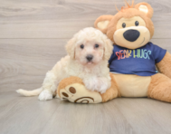 5 week old Poochon Puppy For Sale - Simply Southern Pups
