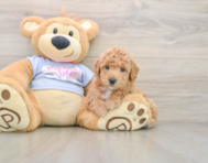 6 week old Poochon Puppy For Sale - Simply Southern Pups