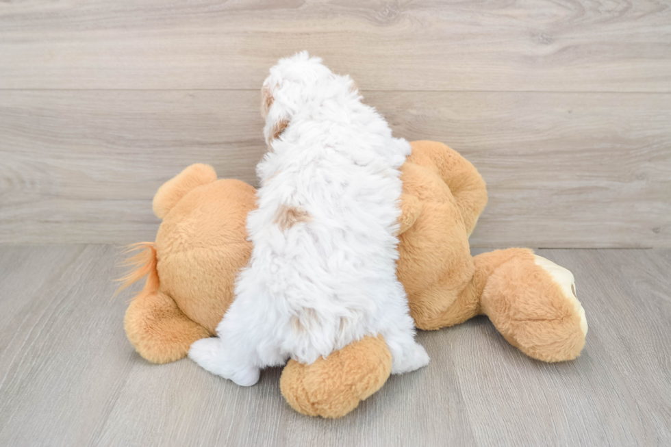 Poochon Pup Being Cute