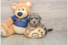 Best Poochon Baby