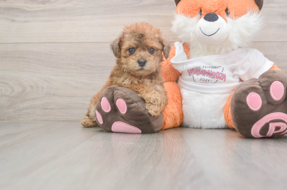 5 week old Poochon Puppy For Sale - Simply Southern Pups