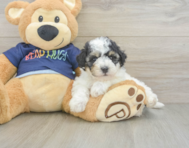 5 week old Poochon Puppy For Sale - Simply Southern Pups