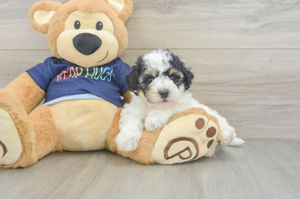 5 week old Poochon Puppy For Sale - Simply Southern Pups