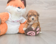 8 week old Poochon Puppy For Sale - Simply Southern Pups