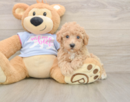 5 week old Poochon Puppy For Sale - Simply Southern Pups