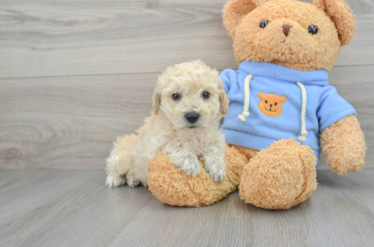 Hypoallergenic Bichpoo Poodle Mix Puppy