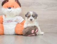 8 week old Poochon Puppy For Sale - Simply Southern Pups