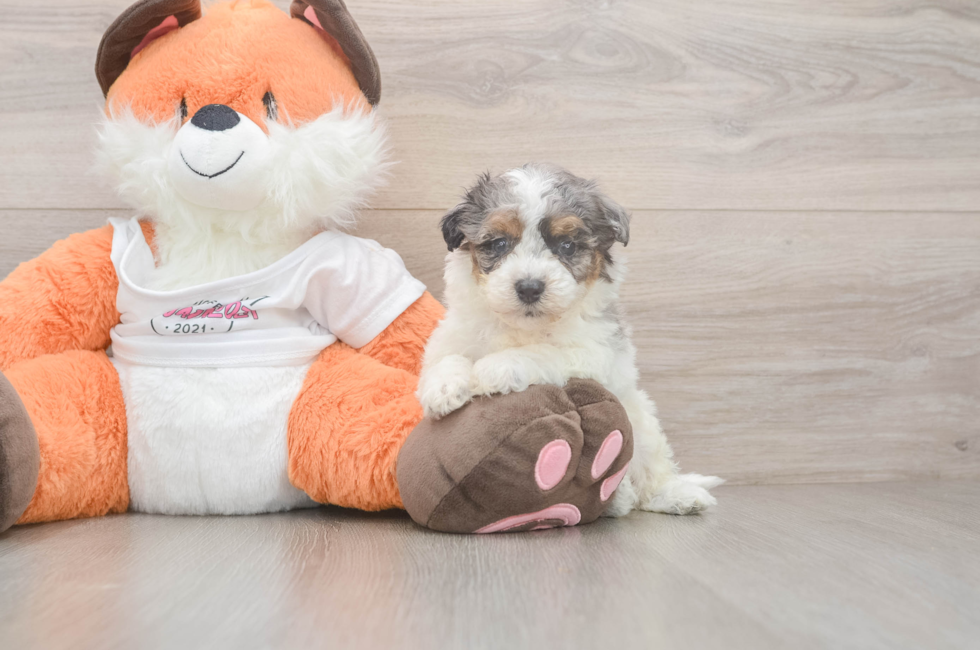 5 week old Poochon Puppy For Sale - Simply Southern Pups