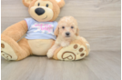 Poochon Pup Being Cute