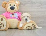 7 week old Poochon Puppy For Sale - Simply Southern Pups