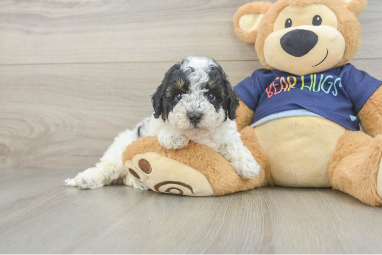 Small Poochon Baby
