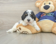 5 week old Poochon Puppy For Sale - Simply Southern Pups