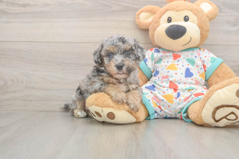 5 week old Poochon Puppy For Sale - Simply Southern Pups