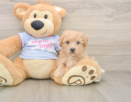 6 week old Poochon Puppy For Sale - Simply Southern Pups