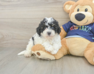 5 week old Poochon Puppy For Sale - Simply Southern Pups