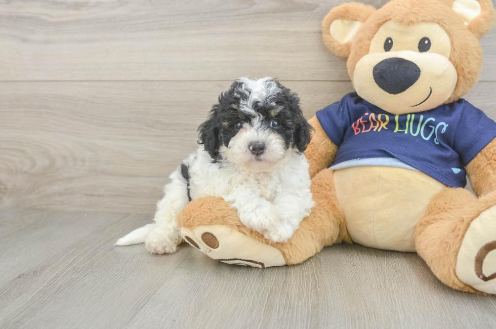 5 week old Poochon Puppy For Sale - Simply Southern Pups