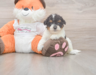 8 week old Poochon Puppy For Sale - Simply Southern Pups