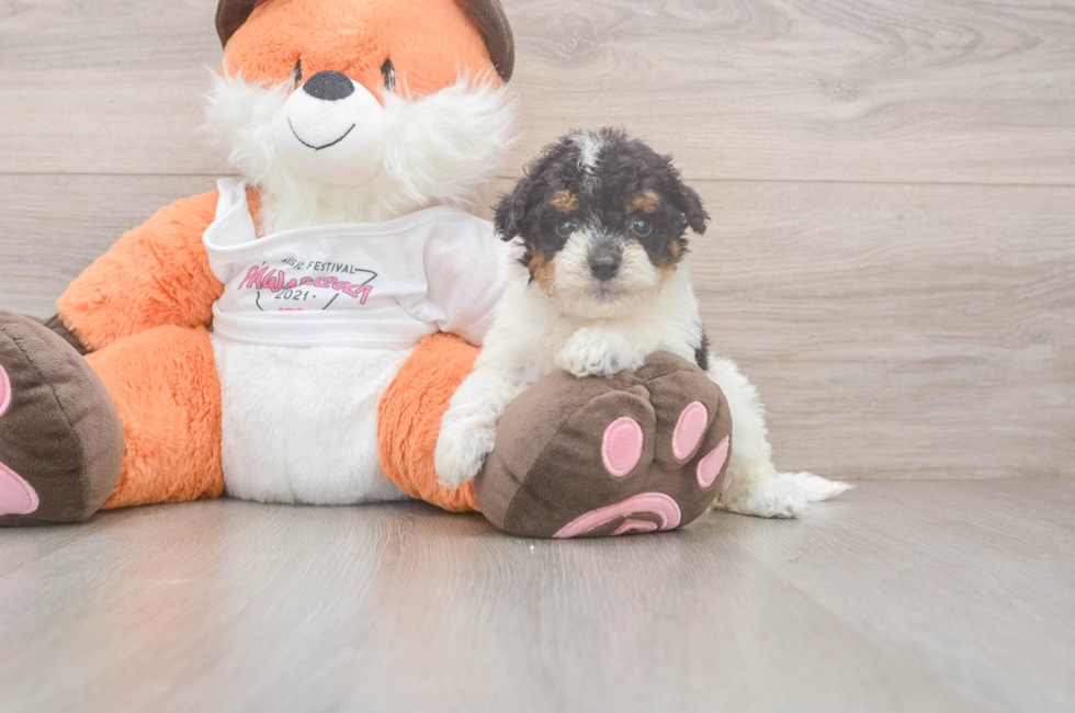 5 week old Poochon Puppy For Sale - Simply Southern Pups