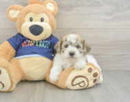5 week old Poochon Puppy For Sale - Simply Southern Pups