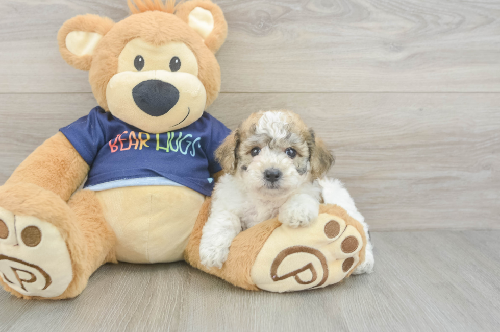 5 week old Poochon Puppy For Sale - Simply Southern Pups